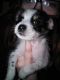 Chihuahua Puppies for sale in 5448 Apache Trail, Pinetop, AZ 85935, USA. price: $500