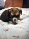 Chihuahua Puppies for sale in Washington, DC, USA. price: $500