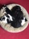 Chihuahua Puppies for sale in Waterbury, CT, USA. price: $200
