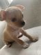 Chihuahua Puppies for sale in Yonkers, NY, USA. price: $1,300