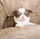Chihuahua Puppies for sale in Muskogee, OK, USA. price: $950
