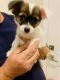 Chihuahua Puppies for sale in Homestead, FL, USA. price: $400