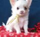 Chihuahua Puppies for sale in Alameda, CA, USA. price: $500