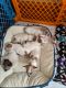 Chihuahua Puppies for sale in Dudley, MA 01571, USA. price: $500