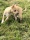 Chihuahua Puppies for sale in Detroit, MI, USA. price: $300