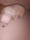 Chihuahua Puppies for sale in 1503 Metropolitan Ave, The Bronx, NY 10462, USA. price: NA