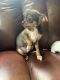 Chihuahua Puppies for sale in Spring Grove, PA 17362, USA. price: NA