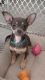 Chihuahua Puppies for sale in Rosharon, TX 77583, USA. price: $350