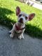 Chihuahua Puppies for sale in Merced, CA, USA. price: $700