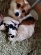 Chihuahua Puppies for sale in South Whitley, IN 46787, USA. price: NA