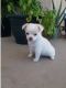 Chihuahua Puppies for sale in Brooklyn, NY, USA. price: $600