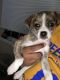 Chihuahua Puppies for sale in Dunwoody, GA, USA. price: NA