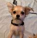 Chihuahua Puppies for sale in Madison, AL, USA. price: $350