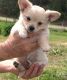 Chihuahua Puppies for sale in Republic, WA 99166, USA. price: NA