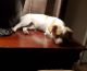 Chihuahua Puppies for sale in Turlock, CA, USA. price: $1