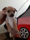 Chihuahua Puppies for sale in Kansas, OK 74347, USA. price: $300