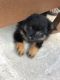 Chihuahua Puppies for sale in Philadelphia, PA, USA. price: $1,200