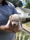Chihuahua Puppies for sale in Milford, DE 19963, USA. price: NA
