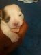 Chihuahua Puppies for sale in Bakersfield, CA, USA. price: $500