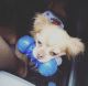 Chihuahua Puppies for sale in Wellington, FL, USA. price: $600