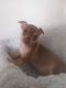 Chihuahua Puppies for sale in Imperial Beach, CA 91932, USA. price: NA