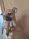 Chihuahua Puppies for sale in Youngstown, OH, USA. price: $600