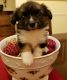 Chihuahua Puppies for sale in Fairhope, AL 36532, USA. price: NA