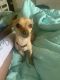 Chihuahua Puppies for sale in Colorado Springs, CO, USA. price: $400