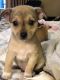 Chihuahua Puppies for sale in Tacoma, WA, USA. price: $650