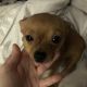 Chihuahua Puppies for sale in Tacoma, WA, USA. price: $600