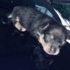 Chihuahua Puppies for sale in Michigan City, IN, USA. price: NA