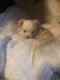 Chihuahua Puppies for sale in Bladensburg, MD, USA. price: $700
