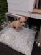 Chihuahua Puppies for sale in 1503 Metropolitan Ave, The Bronx, NY 10462, USA. price: NA