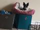 Chihuahua Puppies for sale in Hyattsville, MD, USA. price: $750