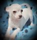 Chihuahua Puppies for sale in Virginia Beach, VA, USA. price: NA