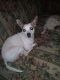 Chihuahua Puppies for sale in Lenoir, NC, USA. price: $200