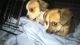 Chihuahua Puppies for sale in Kuykendahl Rd, Spring, TX, USA. price: NA