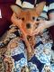 Chihuahua Puppies for sale in Mabelvale, Little Rock, AR, USA. price: $100