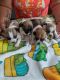 Chihuahua Puppies for sale in Dudley, MA 01571, USA. price: $650