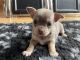 Chihuahua Puppies for sale in Houston Heights, Houston, TX 77008, USA. price: $1,000