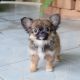 Chihuahua Puppies for sale in Billings, MT, USA. price: $500