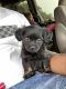 Chihuahua Puppies for sale in Auburn, GA 30011, USA. price: NA