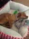 Chihuahua Puppies for sale in Columbia, MO 65202, USA. price: NA