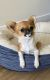 Chihuahua Puppies for sale in North Hollywood, Los Angeles, CA, USA. price: $2,500