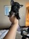 Chihuahua Puppies for sale in Parsippany-Troy Hills, NJ, USA. price: $3,800