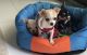 Chihuahua Puppies for sale in Texarkana, TX, USA. price: NA