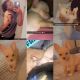 Chihuahua Puppies for sale in Summerville, SC, USA. price: NA