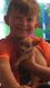 Chihuahua Puppies for sale in Kyle, TX, USA. price: $300