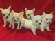 Chihuahua Puppies for sale in Seattle, WA, USA. price: NA