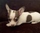 Chihuahua Puppies for sale in 417 5th Ave N, Fargo, ND 58102, USA. price: NA